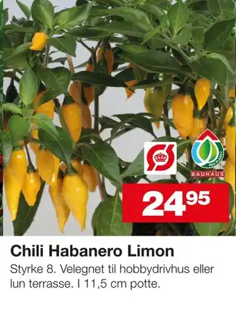 Chili Habanero Limon