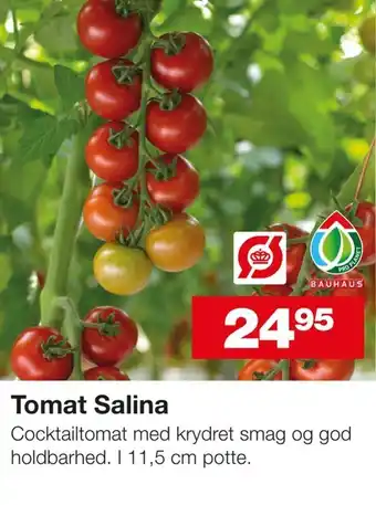 Bauhaus Tomat Salina tilbud