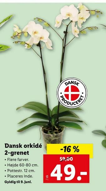 Dansk orkidé 2-grenet