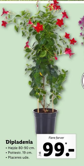 Dipladenia