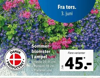 Let-Køb Sommerblomster i ampel tilbud