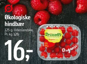 Driscolls hindbær
