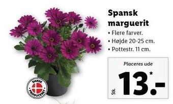 Lidl Spansk marguerit tilbud