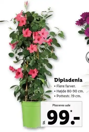 Lidl Dipladenia tilbud
