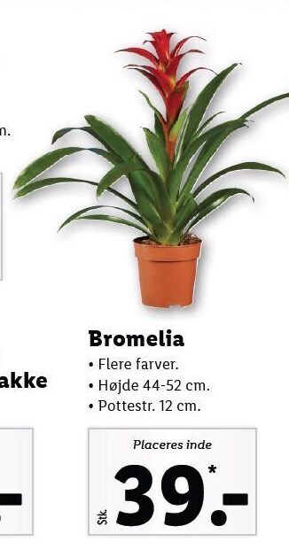 Lidl Bromelia tilbud