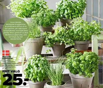 Netto Danmuld krydderurter tilbud