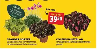 Stauder sorter eller coleus paletblad