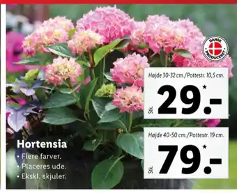 Lidl Queen planter tilbud