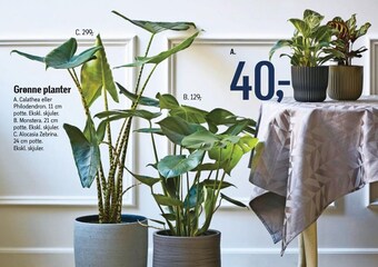 Føtex Grønne planter tilbud