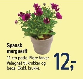 Føtex Spansk marguerit tilbud