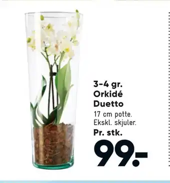 Bilka 3-4 gr. Orkidé Duetto tilbud