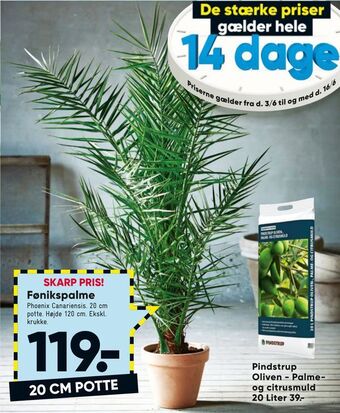 Fønikspalme