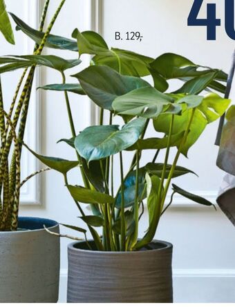 Føtex Grønne planter tilbud