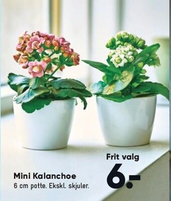 Bilka Mini kalanchoe tilbud