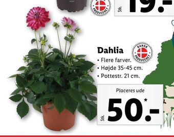 Lidl Dahlia tilbud