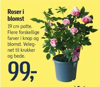 Føtex Ukendt planter tilbud