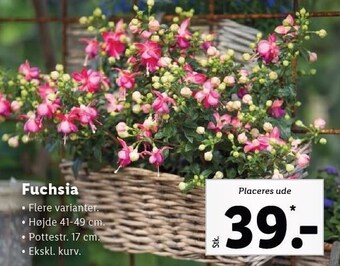 Lidl Fuchsia tilbud