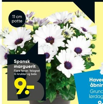 Bilka Spansk marguerit tilbud