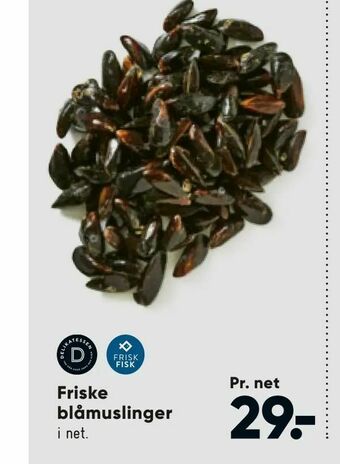 Friske blåmuslinger