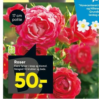 Bilka Roser tilbud