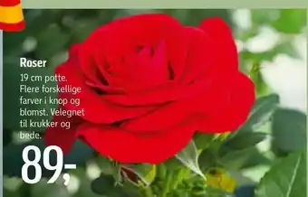 Føtex Roser tilbud
