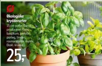 Føtex Økologiske krydderurter tilbud