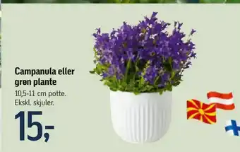 Føtex Campanula eller grøn plante tilbud