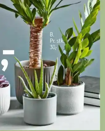Føtex Zamioculcas eller Aloe Vera tilbud