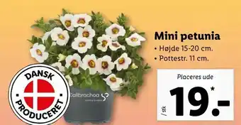 Mini petunia