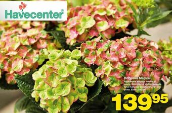 Bauhaus Hortensia Magical tilbud
