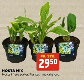 jem & fix Hosta mix tilbud
