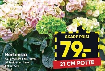 Bilka Hortensia tilbud
