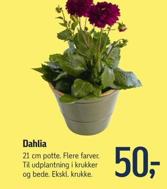 Føtex Dahlia tilbud