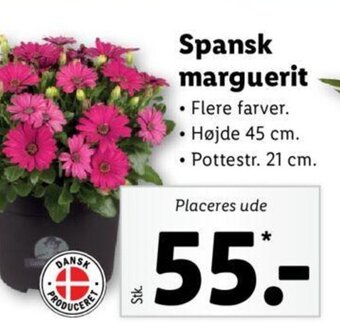 Lidl Spansk marguerit tilbud