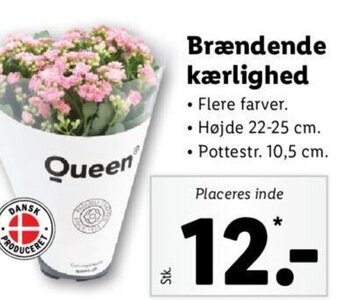 Lidl Brændende kærlighed tilbud