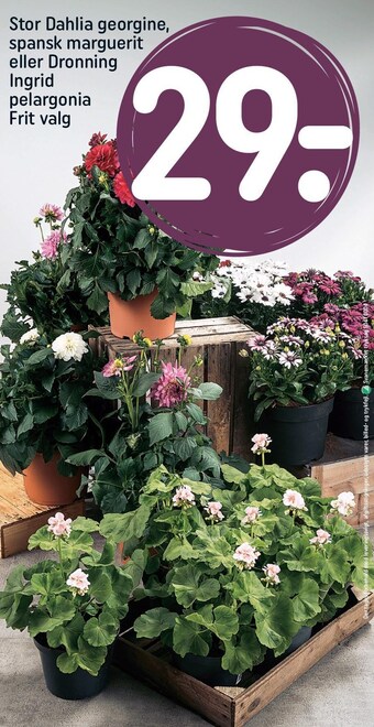 Stor dahlia georgine, spansk marguerit eller dronning ingrid pelargonia