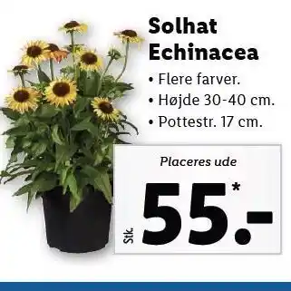 Lidl Solhat Echinacea i flere farver tilbud