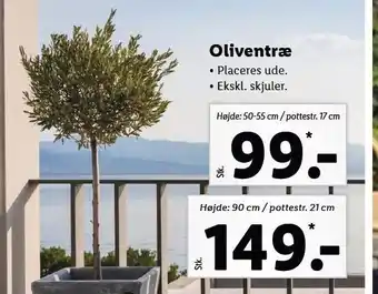 Oliventræ 2 højder