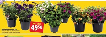 jem & fix Sommerblomster tilbud