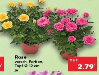 Kaufland DE Rose tilbud