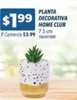 Tia Home club - planta decorativa oferta