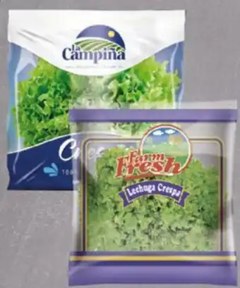 Tia Lechuga Crespa en Funda oferta