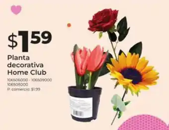 Tia Planta decorativa Home Club oferta