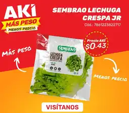 Akí Sembrao lechuga crespa jr oferta