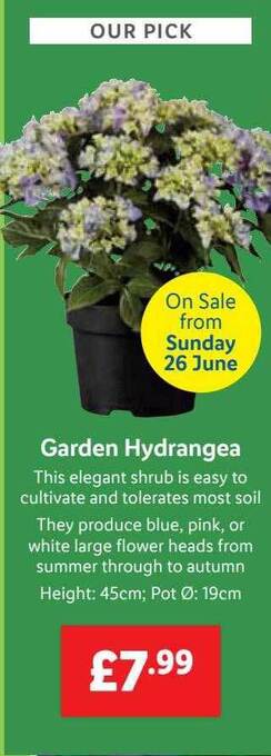 Lidl Garden Hydrangea offer