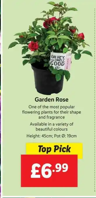 Lidl Garden Rose offer