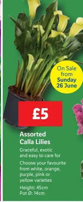Lidl Assorted Calla Lilies offer