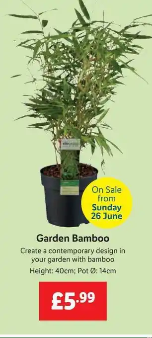 Lidl Garden Bamboo offer