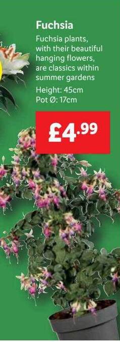 Lidl Fuchsia offer