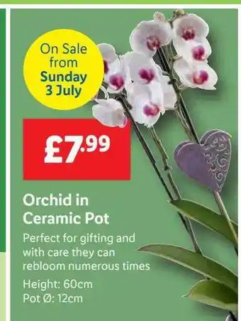 Lidl Orchid In Ceramic Pot offer